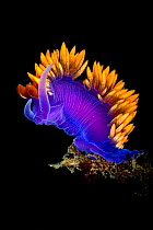 Portrait of a Spanish shawl nudibranch (Flabellinopsis iodinea). Palos Verdes, Los Angeles, California, United States of America. North East Pacific Ocean.