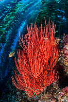 Red gorgonian (Lophogorgia chilensis) grows beneath a forest of Giant kelp (Macrocystis pyrifera), with kelp bass (Paralabrax clathratus). Santa Barbara Island, Channel Islands. Los Angeles, Californi...