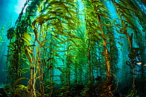 Giant kelp (Macrocystis pyrifera) forest. Santa Barbara Island, Channel Islands. Los Angeles, California, United States of America. North East Pacific Ocean.