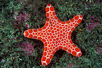 Red and white starfish (Luidia maculata) crawls over the seabed. Sydney, New South Wales, Australia. South Pacific Ocean