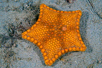 Biscuit seastar (Tosia australis) on a sandy seabed. Blairgowrie, Mornington Penisular, Victoria, Australia. Port Philip Bay, Bass Strait.