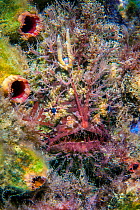 RF - Tassled anglerfish (Rhycherus filamentosus) is almost perfectly camouflaged as it hides amongst marine life, waiting to ambush prey attracted to worm life lure. Victoria, Australia. (This image m...