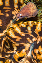 Portrait of a White-eyed moray eel (Siderea thysoidea) next to a giant giant clam (Tridachna sp.) mantle on a coral reef. Tulamben, Bali, Indonesia. Java Sea.