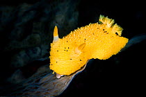 Yellow nudibranch / Monterey sea lemon (Archidoris montereyensis) crawls over kelp. Browning Pass, Port Hardy, Vancouver Island, British Columbia, Canada. Queen Charlotte Strait, North East Pacific Oc...