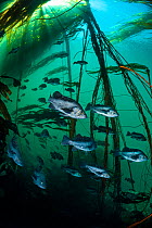 Black rockfish (Sebastes melanops) school shelter in a bull kelp forest (Nereocystis luetkeana). Race Rocks, Victoria, Vancouver Island, British Columbia, Canada. Queen Charlotte Strait, North East Pa...