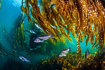 School of black rockfish (Sebastes melanops) shelter in a Bull kelp forest (Nereocystis luetkeana). Browning Pass, Port Hardy, Vancouver Island, British Columbia, Canada. Queen Charlotte Strait, North...