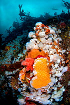 Orange peel nudibranch (Tochuina tetraquetra) feeding on Red soft coral (Eunephthya rubiformis) with Short plumose anemones (Metridium senile). There is a second nudibranch behind the outcrop. Brownin...