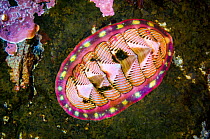 Colourful patterns of a Blue-line chiton (Tonicella undocaerulea). Browning Pass, Port Hardy, Vancouver Island, British Columbia, Canada. Queen Charlotte Strait, North East Pacific Ocean.