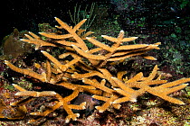 Staghorn coral (Acropora cervicornis) spawning at night in late summer, with a sleeping Yellowtail damselfish (Microspathodon chrysurus) inside. East End, Grand Cayman, Cayman Islands, British West In...