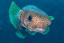 Portrait of Porcupinefish (Diodon hystrix). East End, Grand Cayman, Cayman Islands, British West Indies. Caribbean Sea.