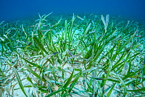 Sandy seagrass meadow / turtle grass (Thalassia testudinum) in a lagoon behind a coral reef. Seagrass meadows trap lots of sediment. East End, Grand Cayman, Cayman Islands, British West Indies. Caribb...