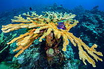 Colony of Elkhorn coral (Acropora palmata) with blue tang (Acanthurus coeruleus) gathered at a cleaning station. East End, Grand Cayman, Cayman Islands, British West Indies. Caribbean Sea.