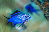 Blue chromis (Chromis cyanea) damselfish with a large parasitic isopod attached below its eye. There is debate about whether these isopods should be considered parasites or merely hitch-hikers. Jardin...