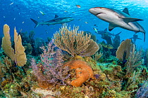 RF - Caribbean reef sharks (Carcharhinus perezi) swim over a coral reef with Common sea fans (Gorgonia ventalina) and Sea plumes (Pseudopterogorgia sp). Jardines de la Reina, Gardens of the Queen Nati...