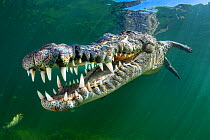 RF - American crocodile (Crocodylus acutus) swims through sunrays. Jardines de la Reina, Gardens of the Queen National Park, Cuba. Caribbean Sea. (This image may be licensed either as rights managed o...