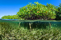 Split level photo of Red mangrove trees (Rhizophora mangle) above a bed of Turtlegrass (Thalassia testudinum). Jardines de la Reina, Gardens of the Queen National Park, Cuba. Caribbean Sea.