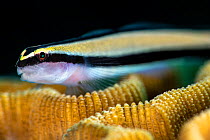 Close up photo of a Cleaning goby (Elacatinus genie) on a coral reef. Jardines de la Reina, Gardens of the Queen National Park, Cuba. Caribbean Sea.