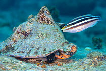 Striped parrotfish ( Scarus croicensis) grazes on algae growing on the shell of a Queen conch (Strombus gigas). Jardines de la Reina, Gardens of the Queen National Park, Cuba. Caribbean Sea.