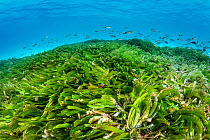 Seagrass meadow (Thalassodendron cilliatum) with young Paddletail snappers (Lutjanus gibbus). Seagrass is threatened in the Maldives, where many resorts actively pluck the plants from the water to cre...