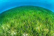 Seagrass meadow (Cymodocea rotundat). Seagrass is threatened in the Maldives, where many resorts actively pluck the plants from the water to create a sandy seabed, but generating major problems of ero...