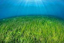 Seagrass meadow (Halodule pinifilia). Seagrass is threatened in the Maldives, where many resorts actively pluck the plants from the water to create a sandy seabed, but generating major problems of ero...