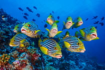 School of Oriental sweetlips (Plectorhinchus vittatus) gather tightly together as they rest during the day, with a Clown triggerfish (Balistoides conspicillum) and Midnight snappers (Macolor macularis...