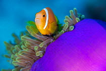 RF - Portrait of Maldives anemonefish (Amphiprion nigripes) with its host magnificent sea anemone (Heteractis magnifica) on a coral reef. Laamu Atoll, Maldives. Indian Ocean (This image may be license...