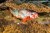 Redlip parrotfish (Scarus rubroviolaceus) sleeps in a coral reef at night. Parrotfish sometimes make mucus cocoons to enclose their body while they sleep, but not always, as here. Misool, Raja Ampat,...