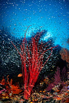 Reef scene with Coral grouper (Cephalopholis miniata), Red sea whip (Ellisella sp) with schooling glassfish (Apogonidae). Daram Island, Misool, Raja Ampat, West Papua, Indonesia. Ceram Sea. Tropical W...