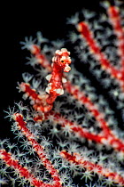 Denise&#39;s pygmy seahorse (Hippocampus denise) on a red and white seafan (Melithaea sp). Wayil Batan Island, Misool, Raja Ampat, West Papua, Indonesia. Ceram Sea, Tropical West Pacific Ocean.