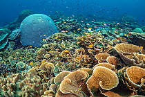 RF - Rich coral garden with hard corals (Montipora sp), Brain coral (Goniastrea sp, Lobophytum sp.) and lots of Lemon damsel (Pomacentrus moluccensis) and Ternate chromis fish (Chromis ternatenis). Ru...