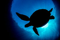 RF - Silhouette of a Green turtle (Chelonia mydas) against the surface of the sea. Saunderek jetty, Mansaur Island, Raja Ampat, West Papua. Tropical West Pacific Ocean. (This image may be licensed eit...