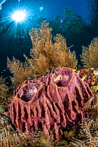 Barrel sponges (Xestospongia testudinaria) grow in shallow water, surrounded by hydroids (Aglaophenia cupressina), in shallow water beneath trees and sun burst. The Passage betweeb Waigeo Island and G...