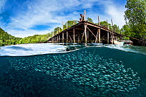 Silversides (Atherinidae) above yellow striped scad (Selaroides leptolepis) schooling below a wooden jetty while a man looks on. Yanggefo Island, Gam Island, Raja Ampat, West Papua, Indonesia. Dampier...