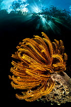 In-camera double exposure of Bennett&#39;s feather star (Oxycomanthus bennetti) growing in shallow water beneath trees, with sunburst. The Passage between Waigeo Island and Gam Island, Raja Ampat, Wes...