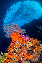 Reef scene with an orange soft corals (Scleronephthya sp.), pink and red soft corals (Dendronephthya sp.) and red sea fan (Melithaea sp.) with schooling silversides above. Pelee Island, Misool, Raja A...