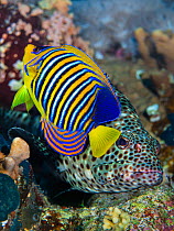 Regal angelfish (Pygoplites diacanthus) spreads its fins and flutters its tail in the face of a predatory snubnose grouper (Epinephelus macrospilos) to chase it from its territory on a coral reef. Ras...