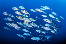 Group of yellowspotted trevally (Carangoides fulvoguttatus) schooling together in open water during spawning season. Many jacks and trevallies show black pigment during courtship. Ras Mohammed Nationa...