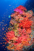 Colourful coral reef wall, with orange scalefin anthias (Pseudanthias squamipinnis) swarming over red, orange and pink soft corals (Dendronephthya sp.) in a current, with a lone bullethead parrotfish...