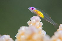 Pink eye goby (Bryaninops natans) perches on hard coral (Acropora sp.). Gubal Island, Egypt. Strait Of Gubal, Red Sea.