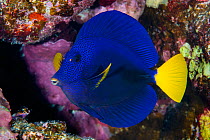 Portrait of a Yellowtail tang (Zebrasoma xanthurum) on a coral reef. This species is endemic to the Red Sea. Abu Dabab Reef, Marsa Alam, Egypt. Red Sea.