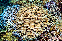 Dense and diverse growth of hard corals (including Porites sp. and Acropora spp.). Sha&#39;ab Claudia, Fury Shoal, Egypt. Red Sea