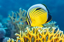 Exquiste butterflyfish (Chaetodon austriacus) swims over fire coral (Millepora sp.) on a coral reef. Marsa El Shouna, Marsa Alam, Egypt. Red Sea.
