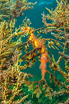 Leafy seadragon (Phycodurus eques) demonstrates the effectiveness of its camouflage as it shelters amongst seaweeds. This individual is a male carrying eggs. Wool Bay Jetty, Edithburgh, Yorke Peninsul...
