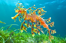 Leafy seadragon (Phycodurus eques) male carrying eggs, swims over seagrass meadow. Wool Bay, Edithburgh, South Australia. Gulf of St Vincent.