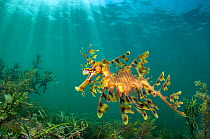 RF - Leafy seadragon (Phycodurus eques) swims over seaweeds and sea grass, beneath sunbeams. South Australia. (This image may be licensed either as rights managed or royalty free.)