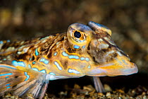 Dragonet (Callionymus lyra) male displaying breeding colours, this photo was taken shortly before mating was observed. Lochcarron, Ross-shire, Ross and Cromarty, Highlands, Scotland, United Kingdom. L...