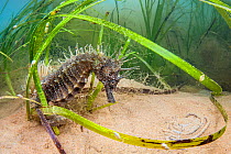 Spiny seahorse (Hippocampus guttulatus) adult female in a meadow of (Zostera marina) seagrass. Studland Bay, Dorset, England, United Kingdom. English Channel, North East Atlantic Ocean.