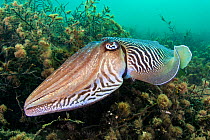 Cuttlefish (Sepia officinalis) male hovers over sea oak (Halidrys siliquosa). Babbacombe, Torquay, Devon, England, United Kingdom. English Channel. North East Atlantic Ocean.