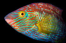 Portrait of a male corkwing wrasse (Crenilabrus melops). Swanage, Dorset, England, United Kingdom. English Channel. North East Atlantic